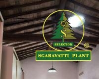 pad_sgaravatti_plant